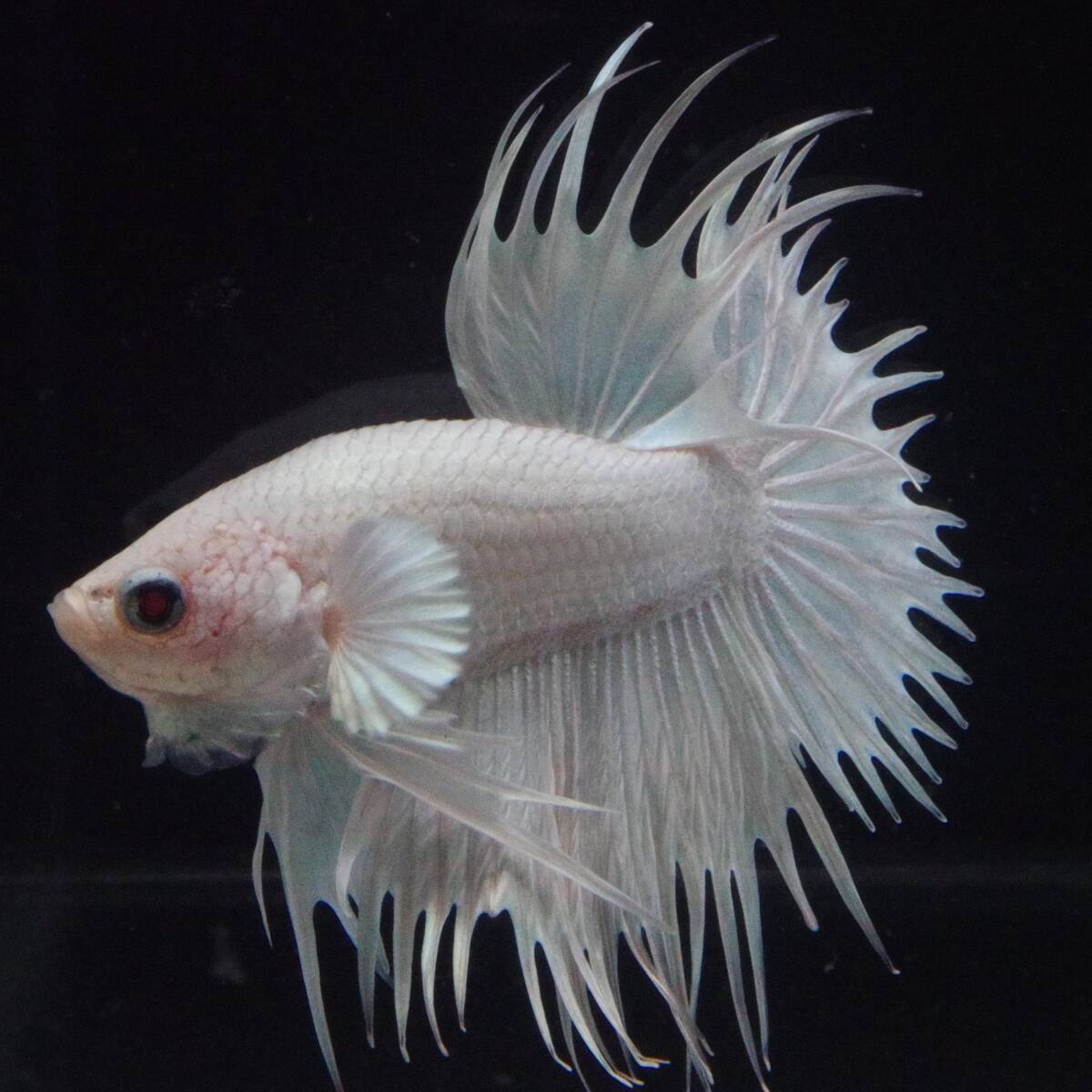 クラウンテール プラチナホワイト Y-79_画像2