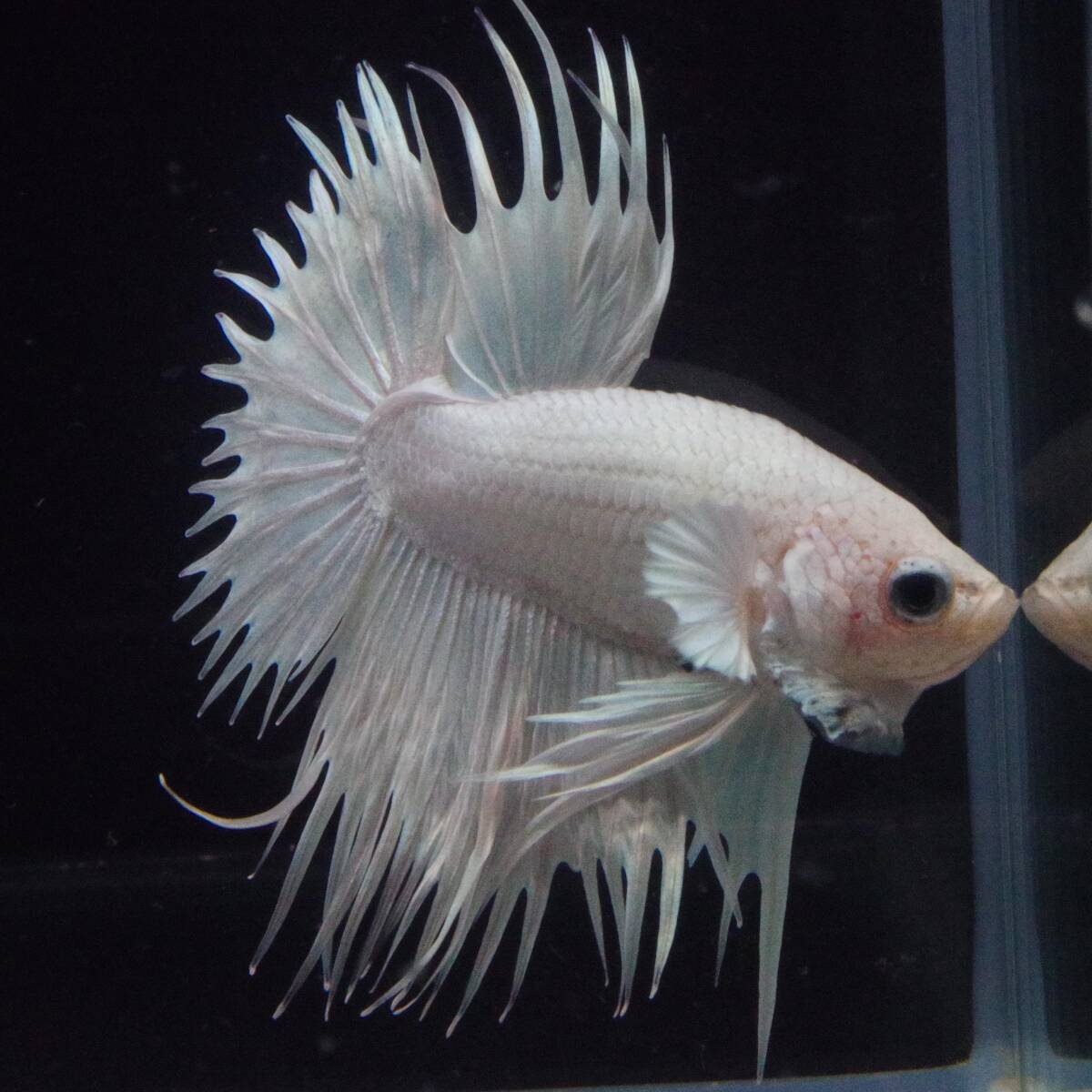 クラウンテール プラチナホワイト Y-79_画像3