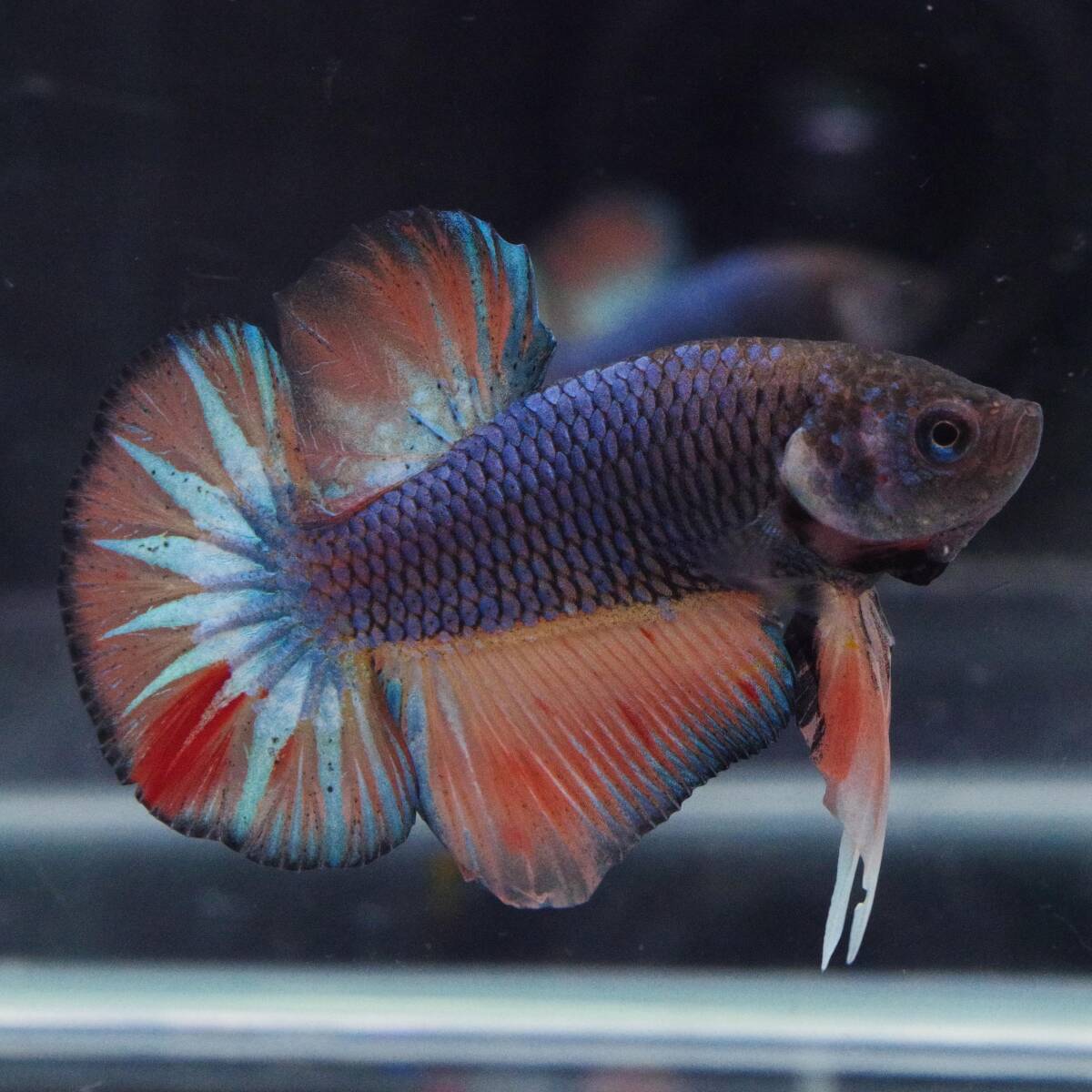 HMプラカット オレンジマスタードガスバンダ Y-199_画像2