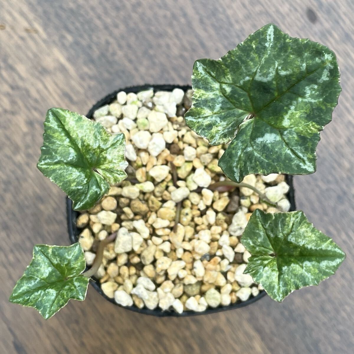 特上柄！【斑入り原種シクラメン・ヘデリフォリウム’護王錦’系統苗】検索→山野草の画像2