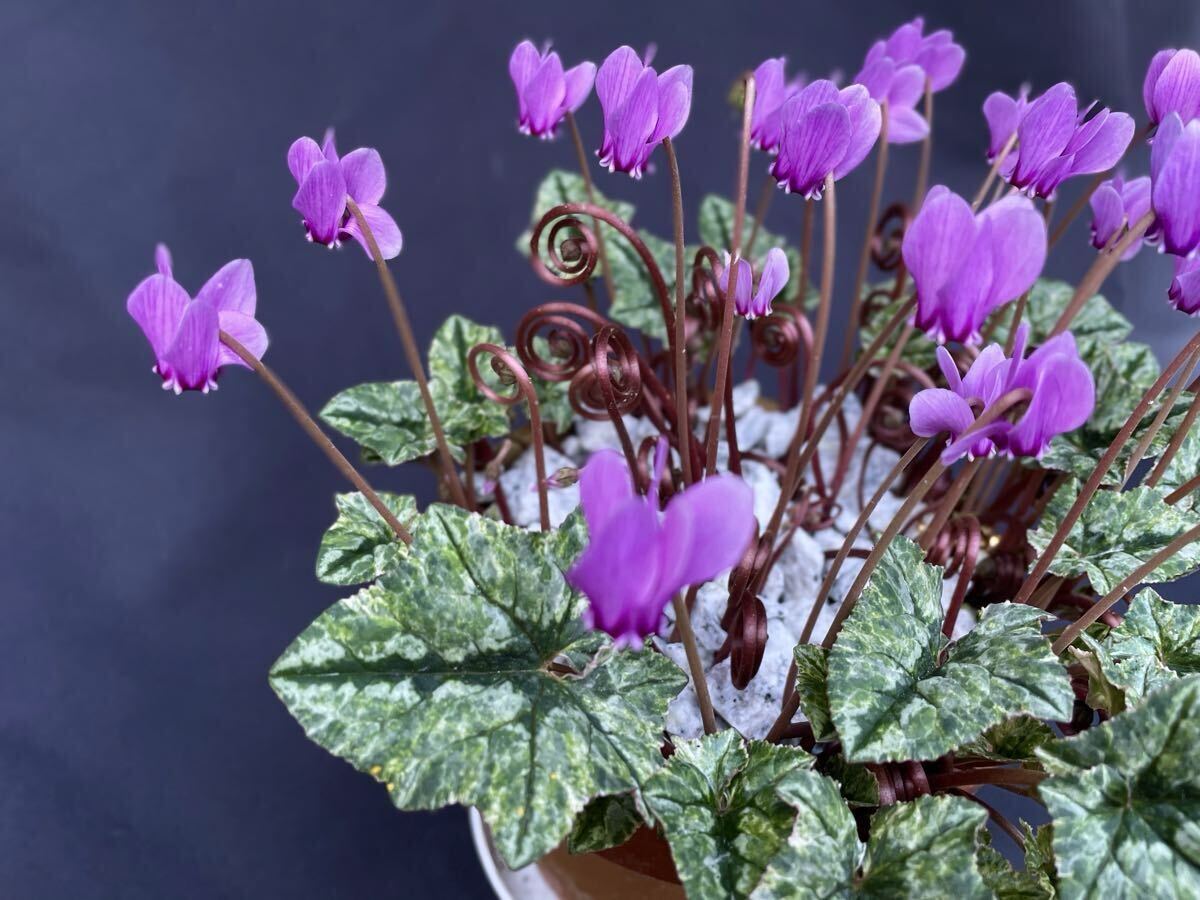 特上柄！【斑入り原種シクラメン・ヘデリフォリウム’護王錦’系統苗】検索→山野草の画像9