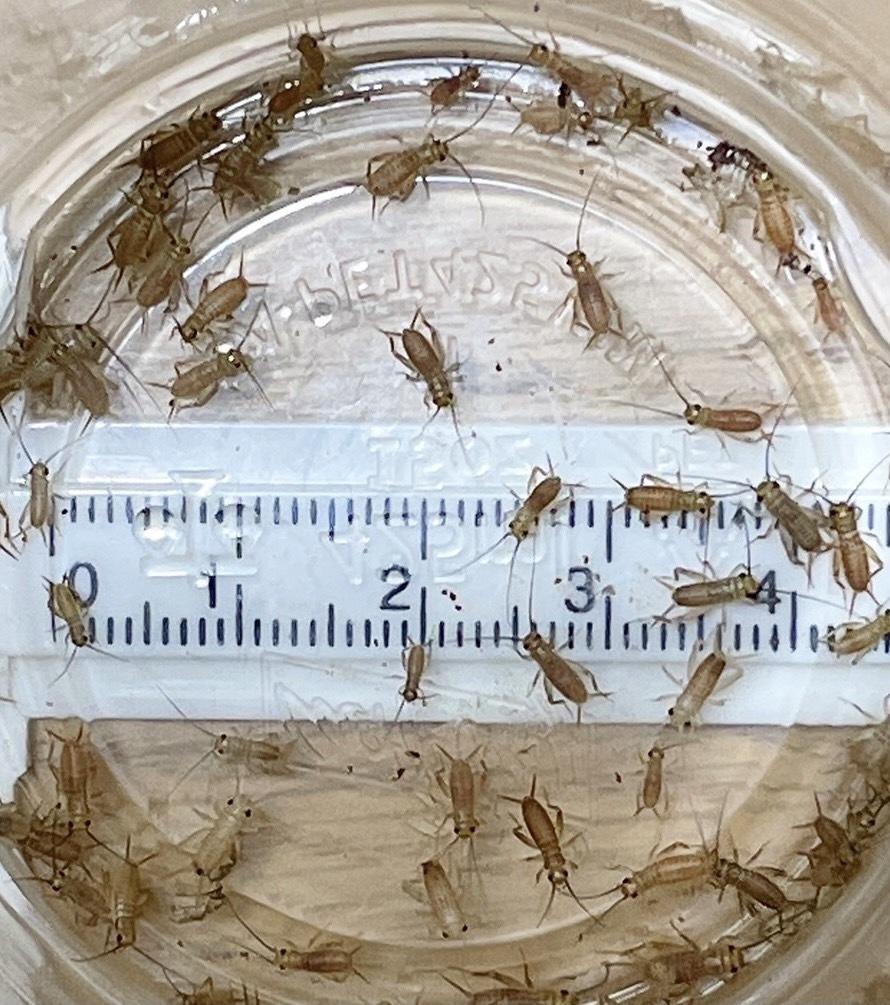 300匹 ヨーロッパイエコオロギ SSサイズ(6mm～8mm) リピーター様増量20％＋死着[保証]10%＆死着[補償]あり ①の画像3