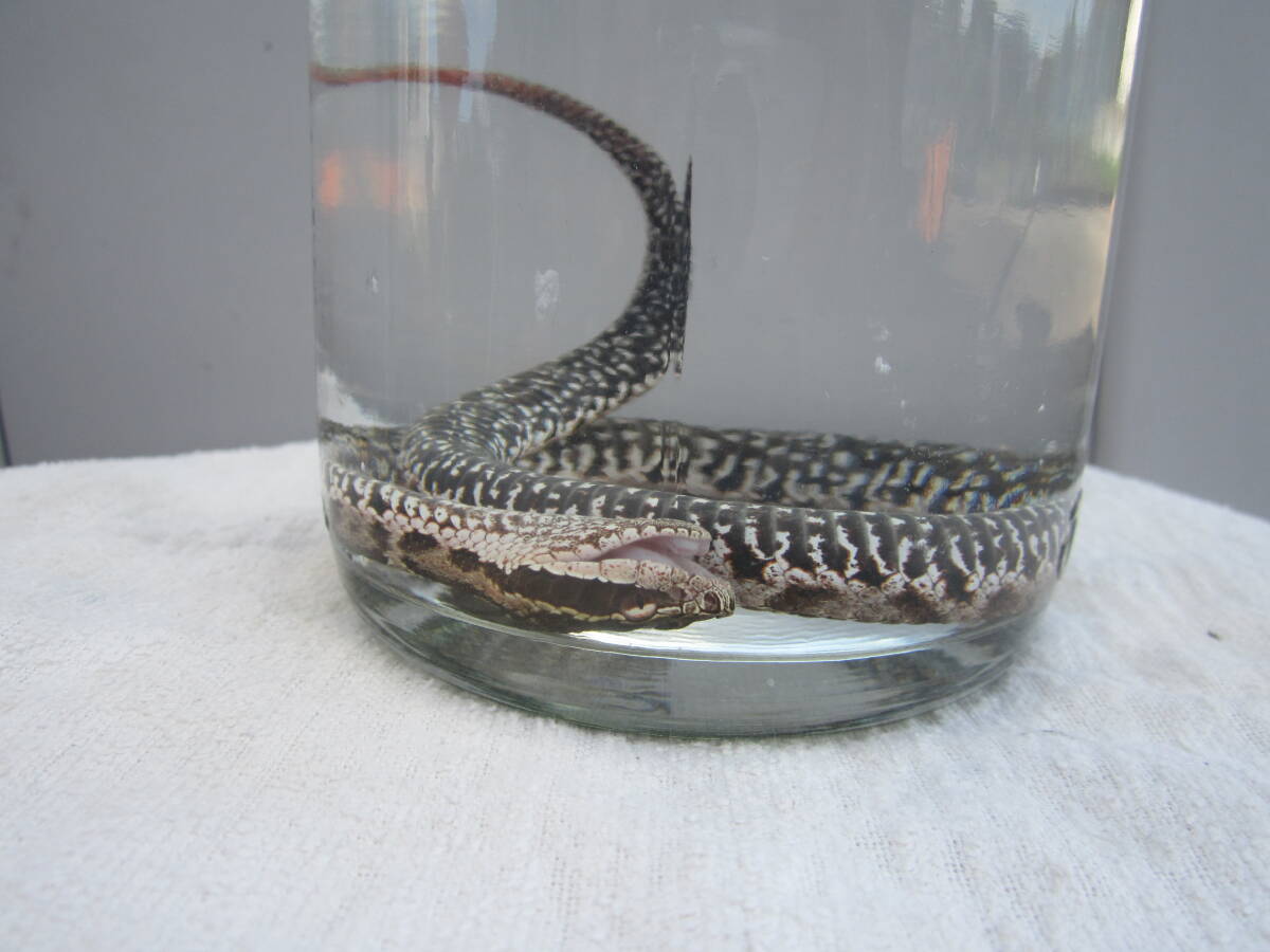 希少 !! 天然マムシ まむし酒に。フンだし完了。良品です。滋養強壮 即決。_画像8