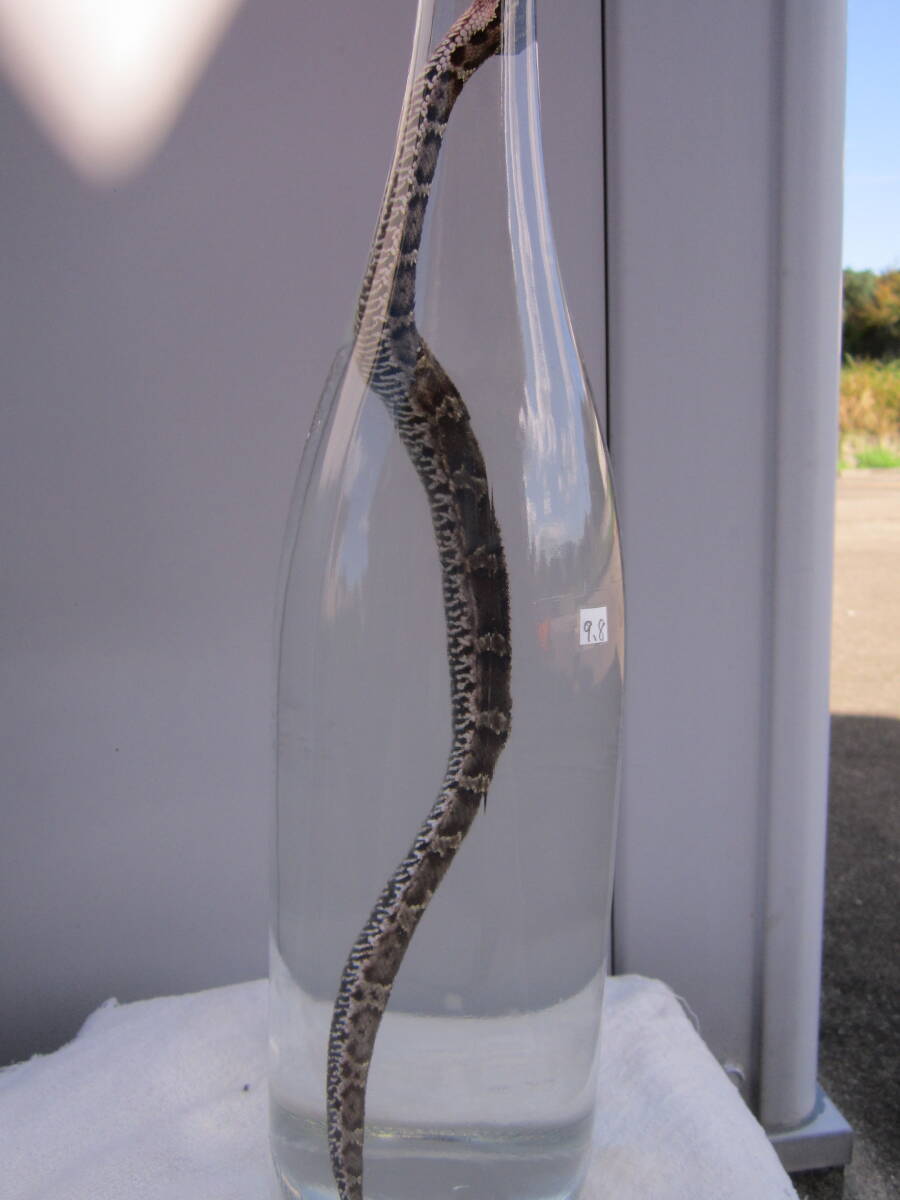 希少 !! 天然マムシ まむし酒に。フンだし完了。良品です。滋養強壮 即決。_画像6