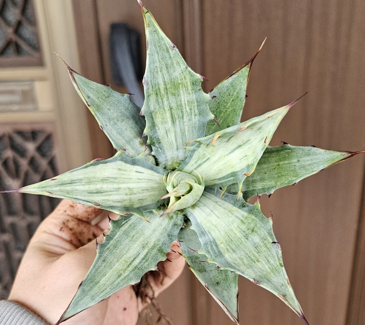 極美スノーデビル  検（agave FO 076 チタノータ アガベ 白鯨 吉祥天 パリー パープソラム 氷山 ピンキー 好きにもの画像3