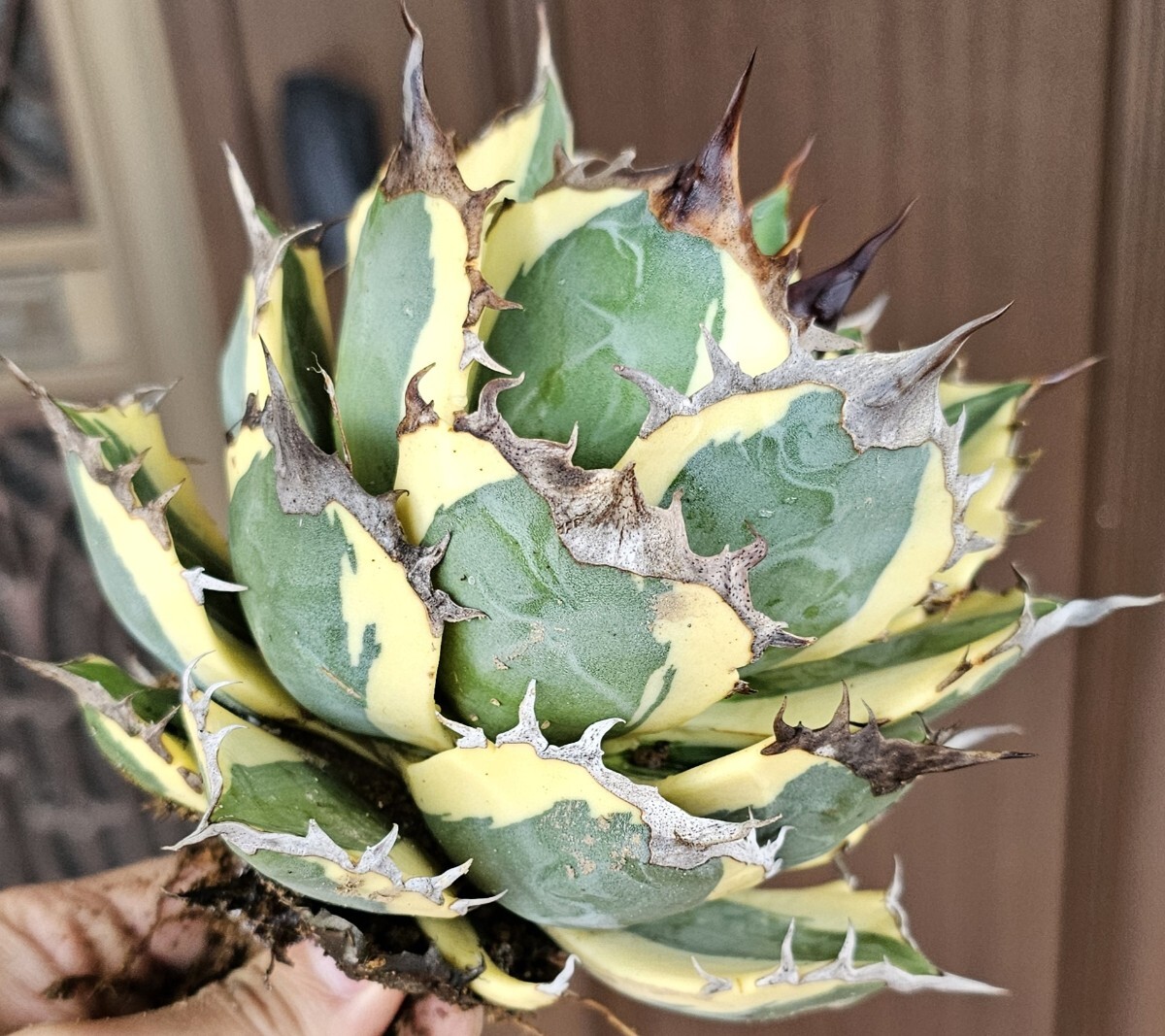 中ボール スナグルトゥース 検（agave FO 076 チタノータ アガベ 白鯨 吉祥天 パリー ホリダ パープソラム  ピンキーの画像1