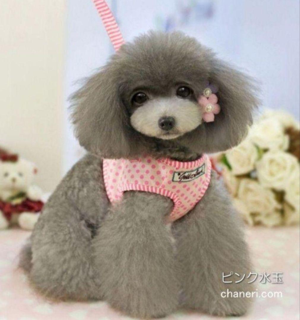 [ новый товар ] собака для шлейка с поводком Cute. полька-дот. Harness & Lead чихуахуа пудель pome line приятный прогулка путешествие модный шлейка Lead розовый [M]