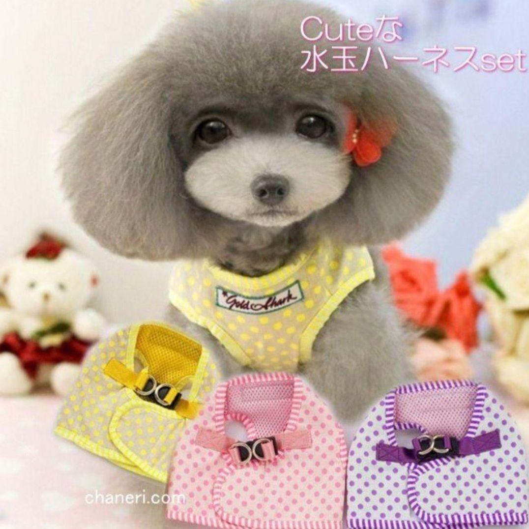 [ новый товар ] собака для шлейка с поводком Cute. полька-дот. Harness & Lead чихуахуа пудель pome line приятный прогулка путешествие модный шлейка Lead розовый [M]