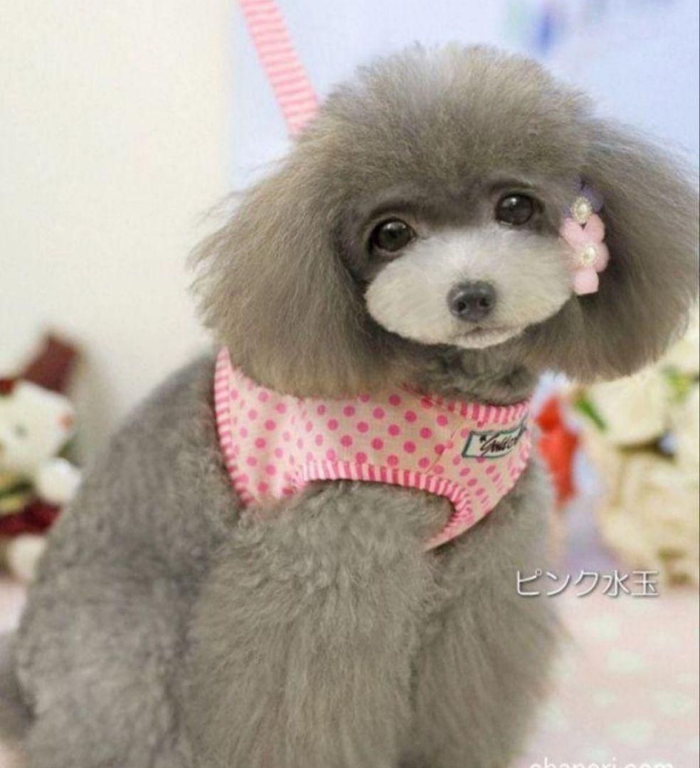 [ новый товар ] собака для шлейка с поводком Cute. полька-дот. Harness & Lead чихуахуа пудель pome line приятный прогулка путешествие модный шлейка Lead розовый [M]