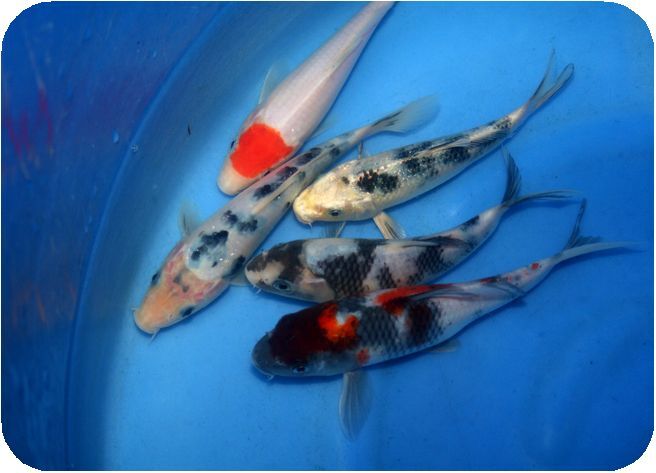 プロが選んだ鯉100選 優秀品 NO 10-02 当歳5品種5匹セット 16cm_画像1