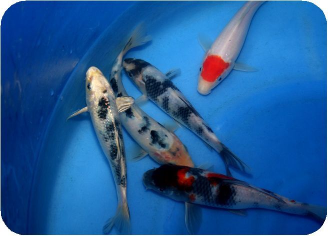 プロが選んだ鯉100選 優秀品 NO 10-02 当歳5品種5匹セット 16cm_画像2