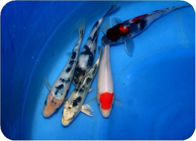 プロが選んだ鯉100選 優秀品 NO 10-02 当歳5品種5匹セット 16cm_画像3