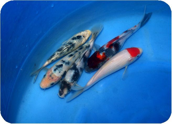 プロが選んだ鯉100選 優秀品 NO 10-02 当歳5品種5匹セット 16cm_画像5