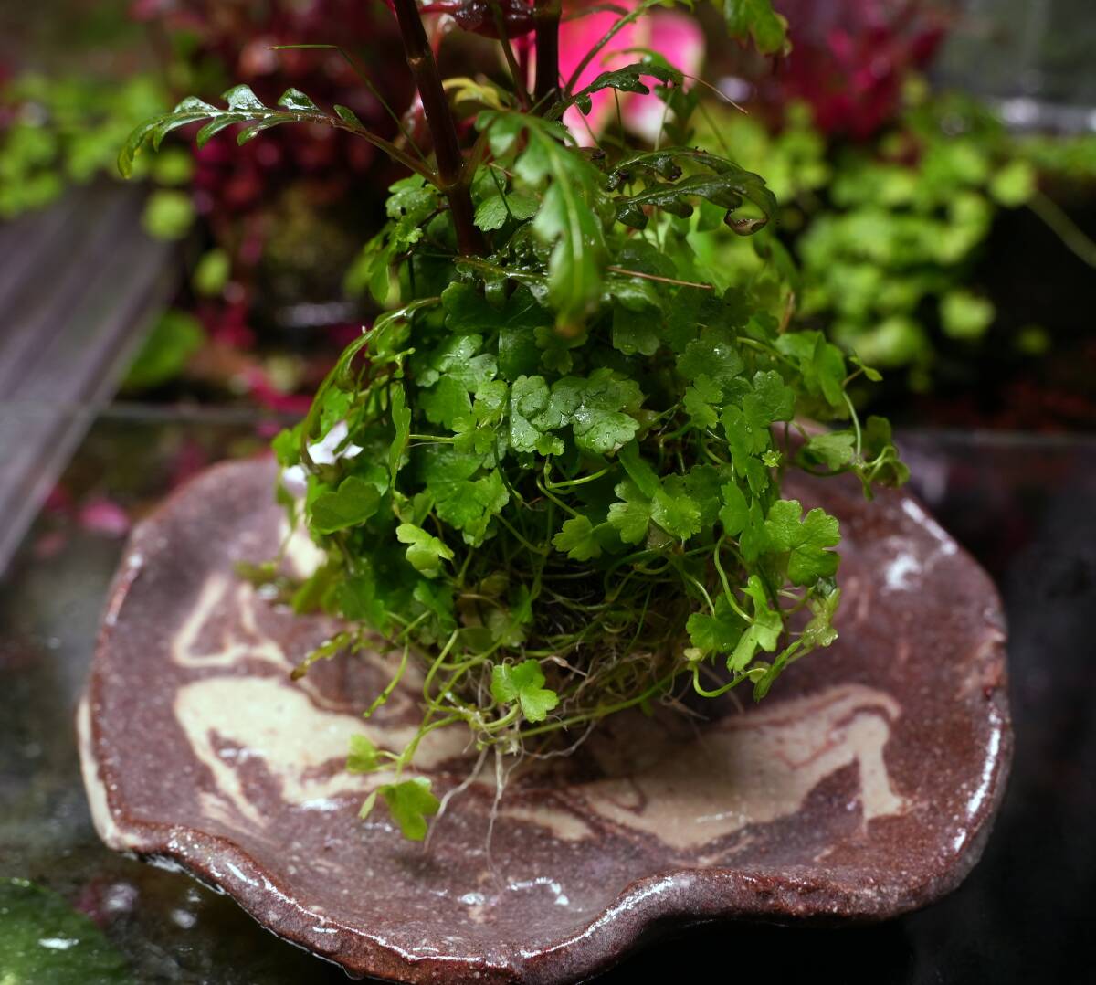 No.54 【水上葉】侘び草風 苔玉 ハイグロフィラピンナティフィダUK オーストラリアンクローバー アルテルナンテラレインキーalex（斑入り）_画像3