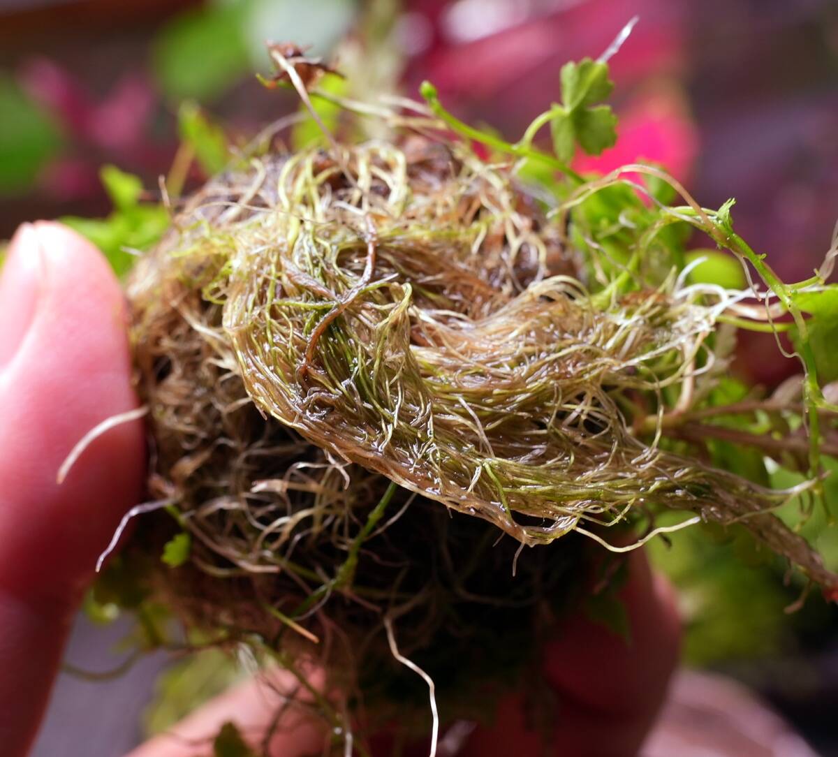 No.54 【水上葉】侘び草風 苔玉 ハイグロフィラピンナティフィダUK オーストラリアンクローバー アルテルナンテラレインキーalex（斑入り）_画像4