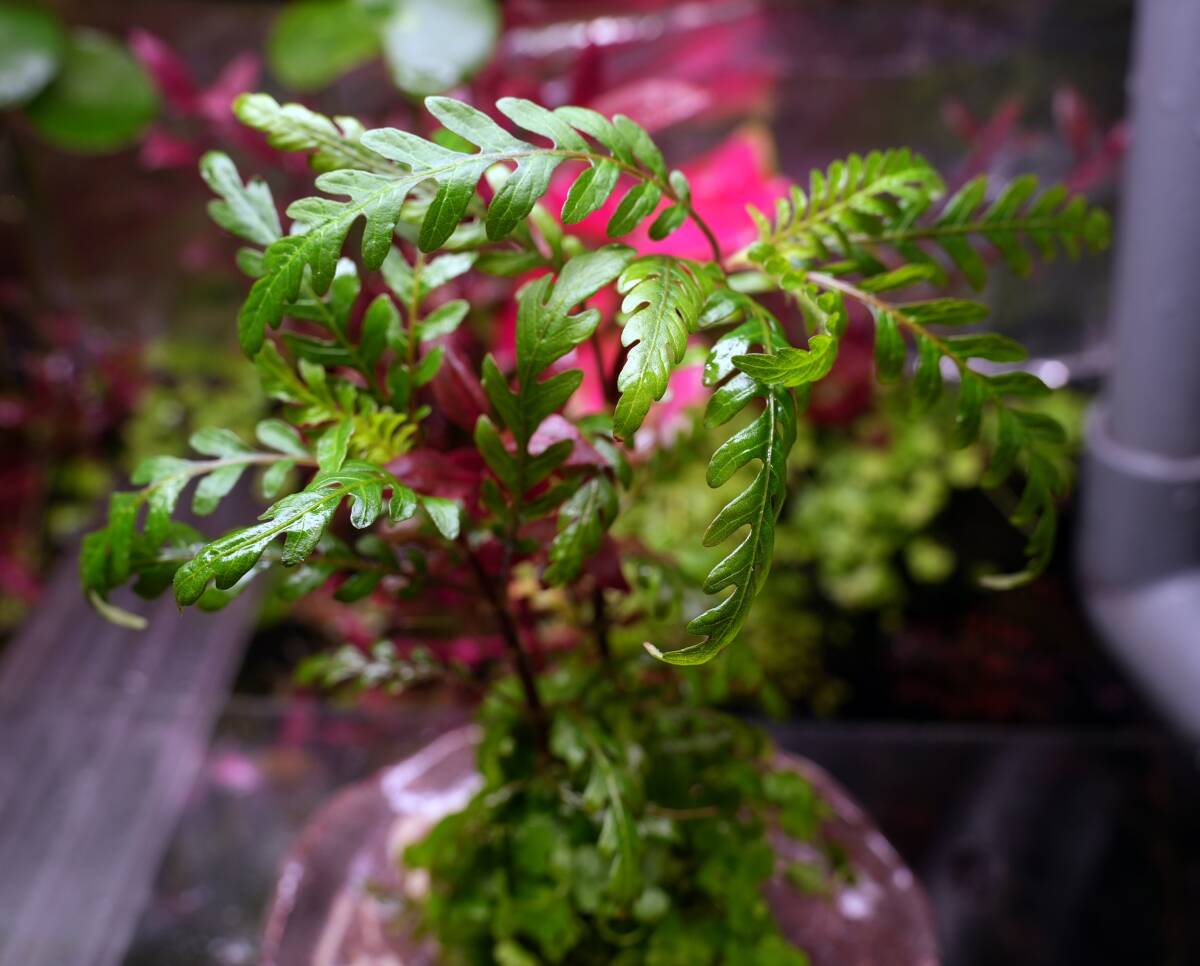 No.54 【水上葉】侘び草風 苔玉 ハイグロフィラピンナティフィダUK オーストラリアンクローバー アルテルナンテラレインキーalex（斑入り）_画像2