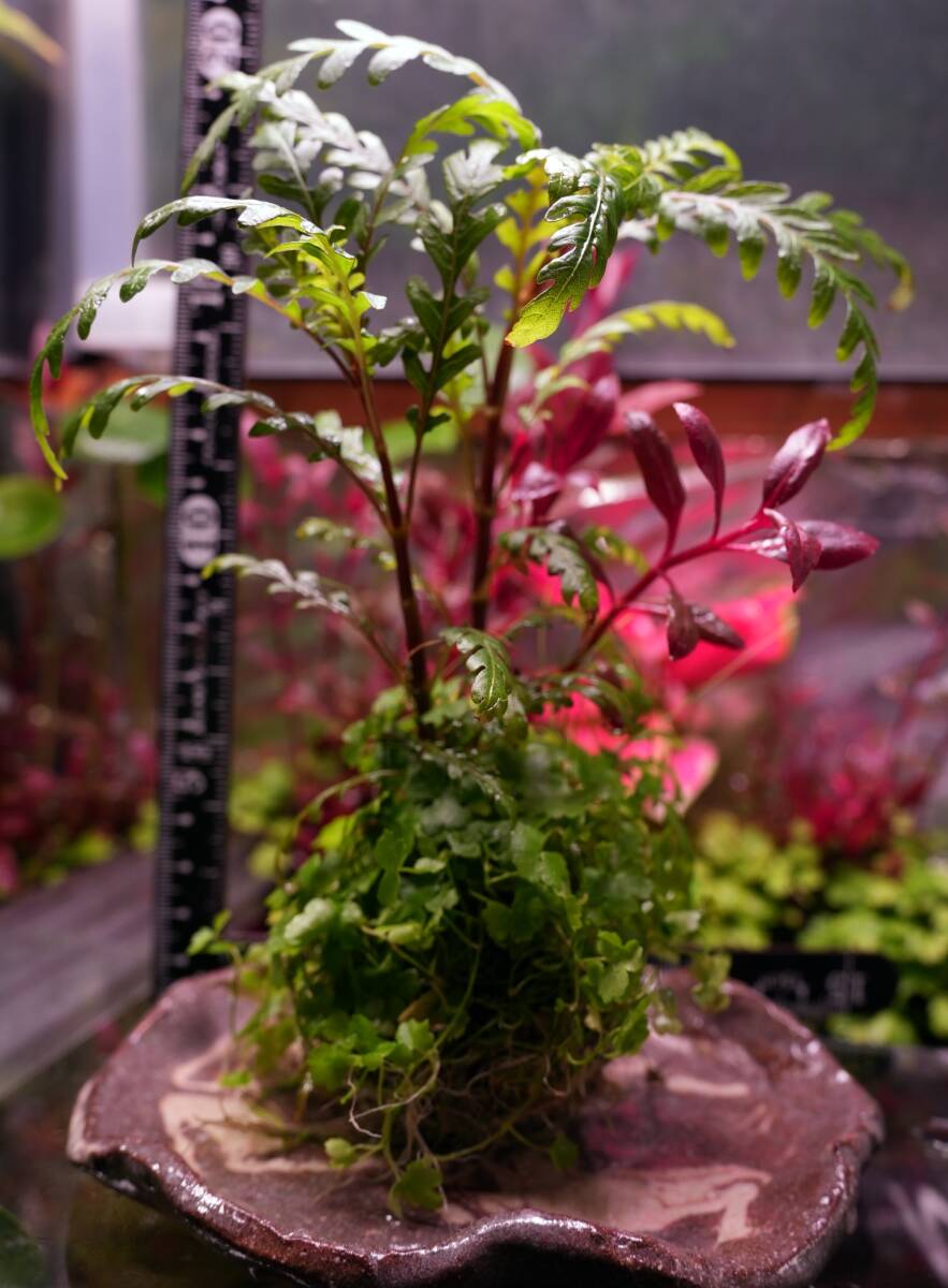 No.54 【水上葉】侘び草風 苔玉 ハイグロフィラピンナティフィダUK オーストラリアンクローバー アルテルナンテラレインキーalex（斑入り）_画像5