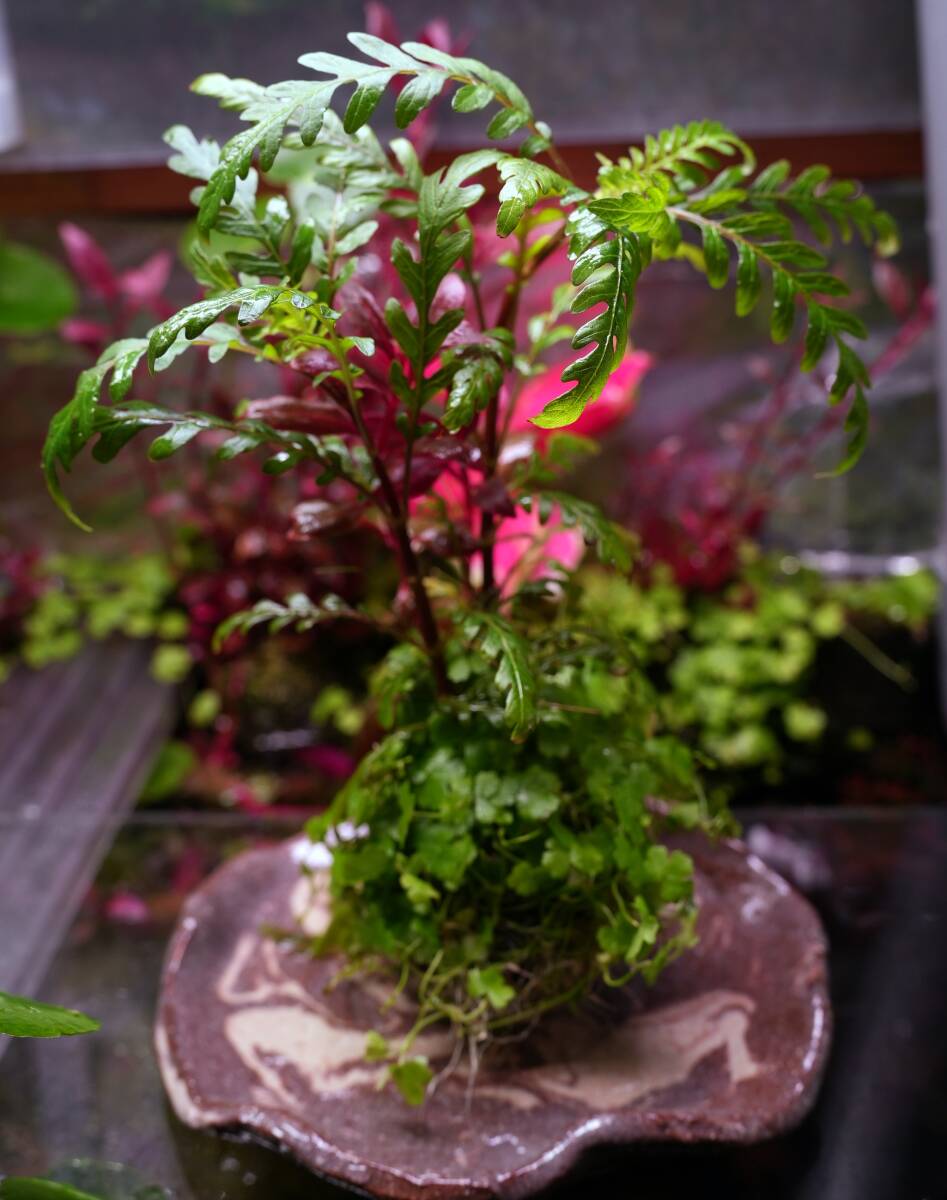 No.54 【水上葉】侘び草風 苔玉 ハイグロフィラピンナティフィダUK オーストラリアンクローバー アルテルナンテラレインキーalex（斑入り）_画像1