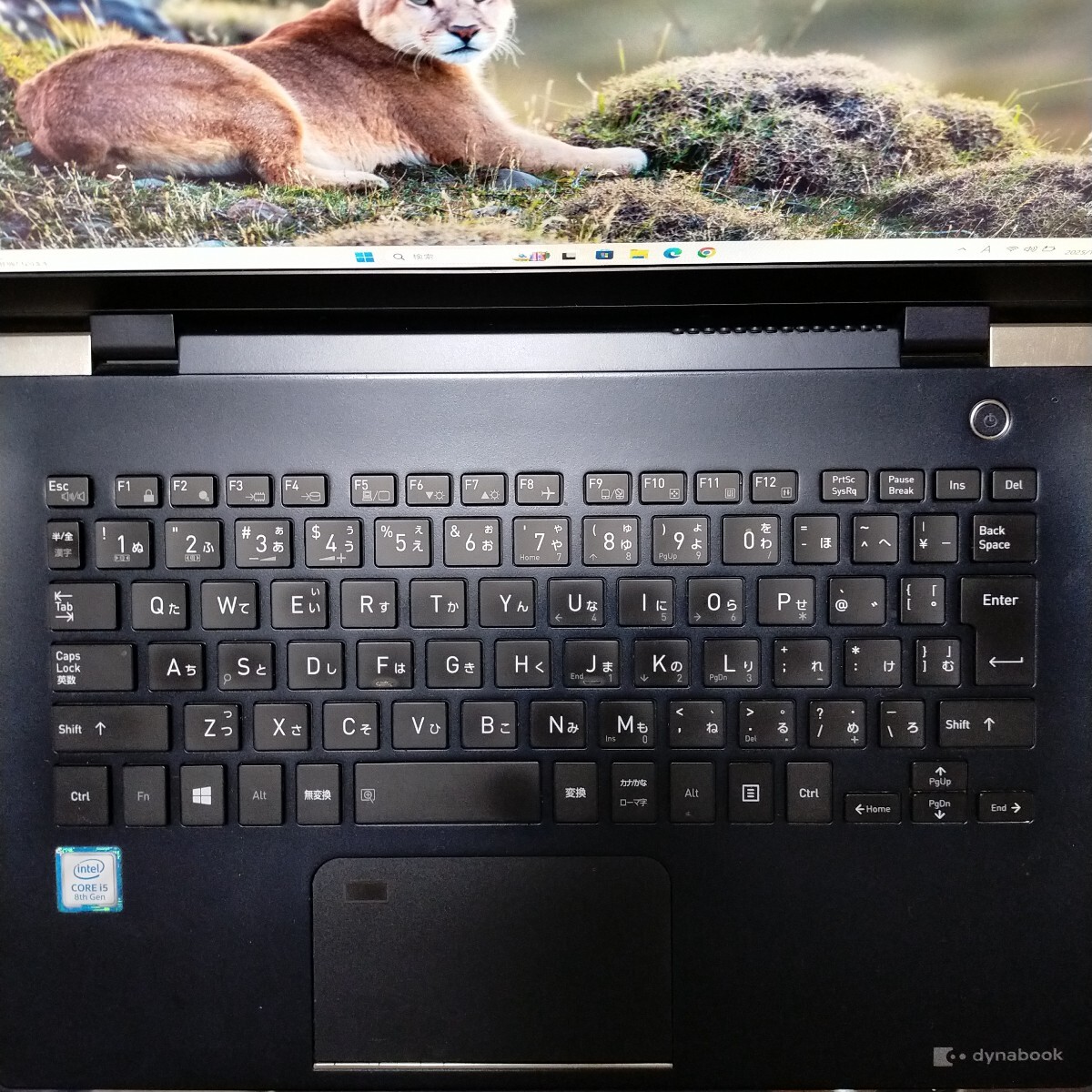 東芝ノート core i5 Windows11 office Adobe illustrator Photoshop Lightroom Classic Autocad2023 SSD 第８世代 全てセットアップ済_画像2