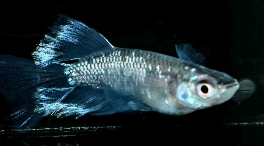 【卵】シルバーウルフ10粒【送料180円】_画像1