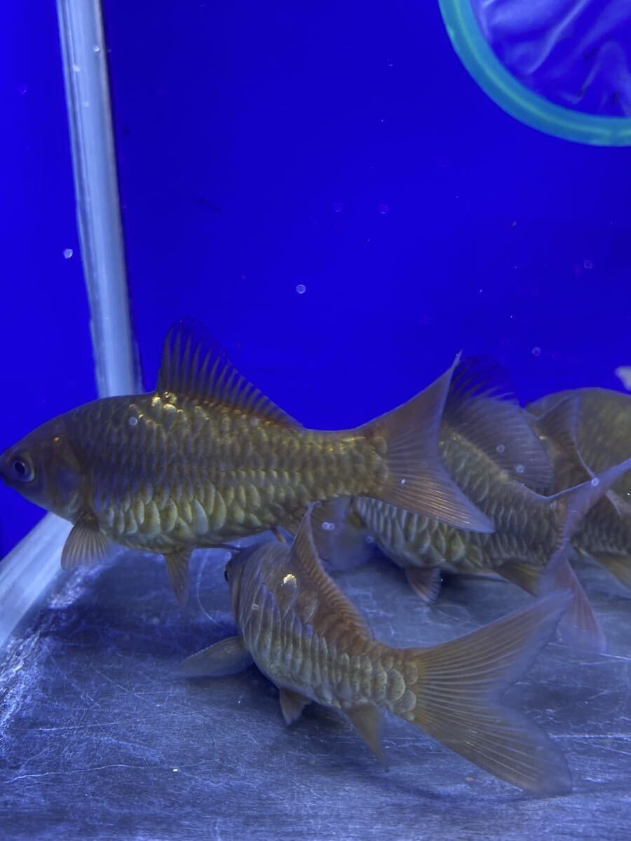ドラゴンスケール和金　当歳　5匹セット　9cm前後_画像4
