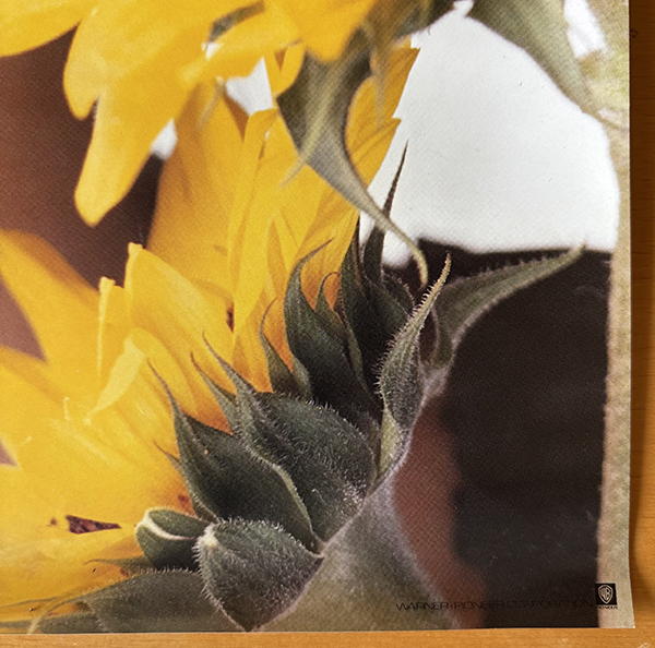 Sugiura Miyuki |B3 постер цветок такой как