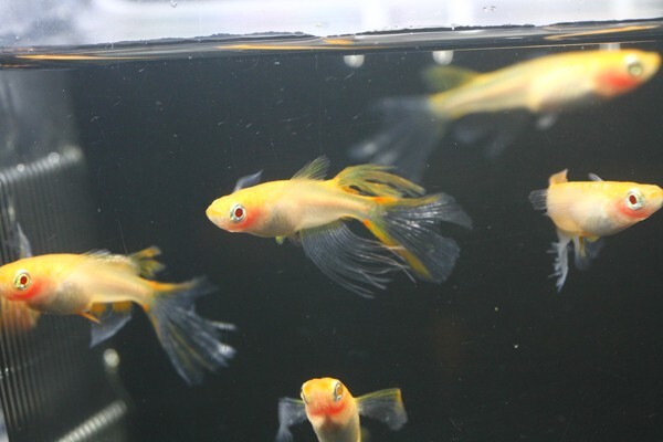 ◆卑弥呼　ブドウ目アルビノ　両頬［稚魚１０匹］ 本家血統　超極美◆米めだか◆_画像1