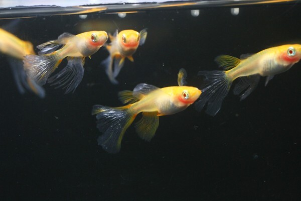 ◆卑弥呼　ブドウ目アルビノ　両頬［稚魚１０匹］ 本家血統　超極美◆米めだか◆_画像2