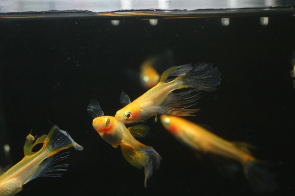 ◆卑弥呼　ブドウ目アルビノ　両頬［稚魚１０匹］ 本家血統　超極美◆米めだか◆_画像3