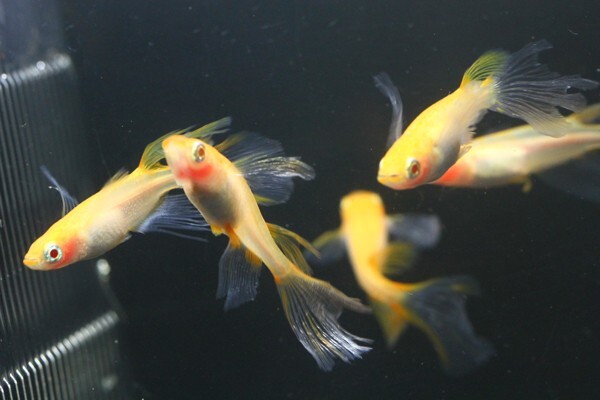 ◆卑弥呼　ブドウ目アルビノ　両頬［稚魚１０匹］ 本家血統　超極美◆米めだか◆_画像4