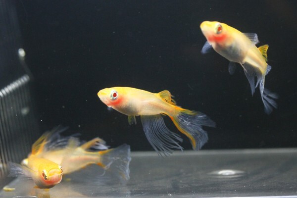 ◆卑弥呼　ブドウ目アルビノ　両頬［稚魚１０匹］ 本家血統　超極美◆米めだか◆_画像5