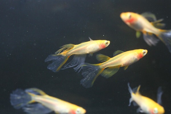 ◆卑弥呼　ブドウ目アルビノ　両頬［稚魚１０匹］ 本家血統　超極美◆米めだか◆_画像6