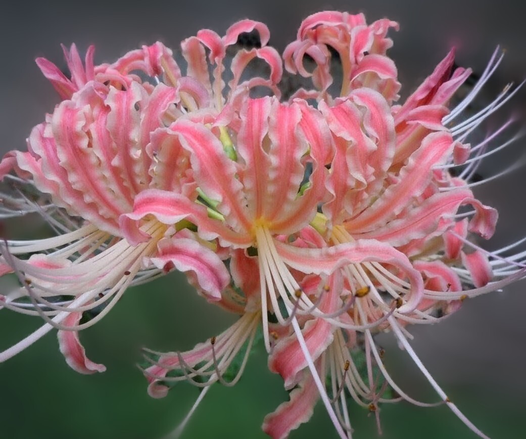 彼岸花 希少ピンク 球根 _画像6