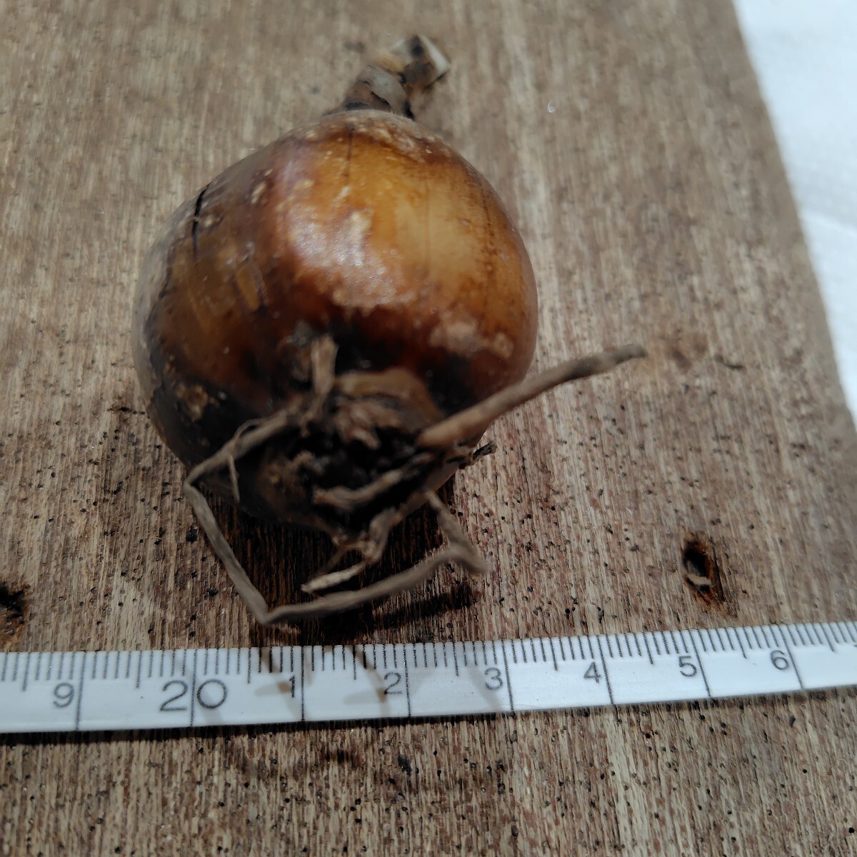 彼岸花 希少ピンク 球根 _画像5