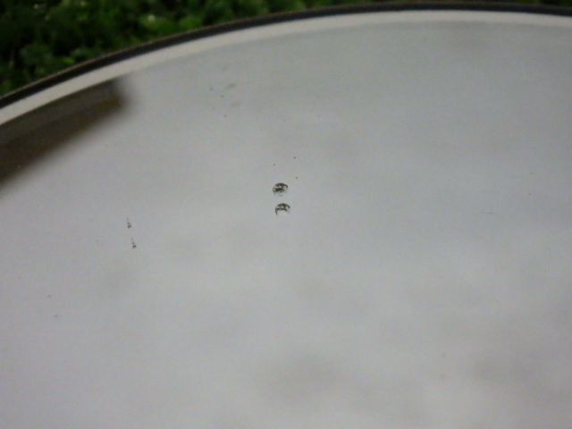 * Rover MINI may fair 1.3 I AUTO XN12A Mini * левый зеркало заднего вида оригинальный б/у 