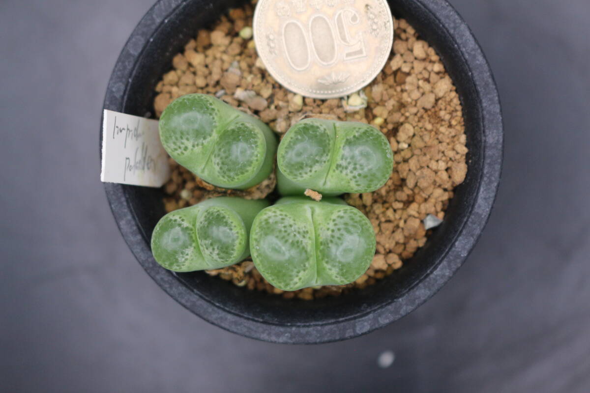 リンピダム ポファダー ＊サボテン 多肉植物 コノフィツム オフタルモフィルムの画像4