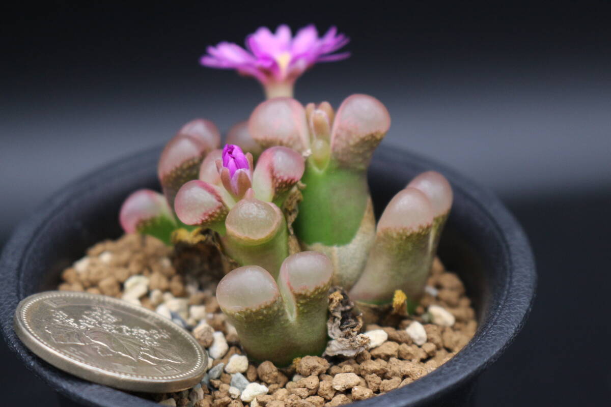 プラエセクツム ＊サボテン 多肉植物 コノフィツム オフタルモフィルムの画像1