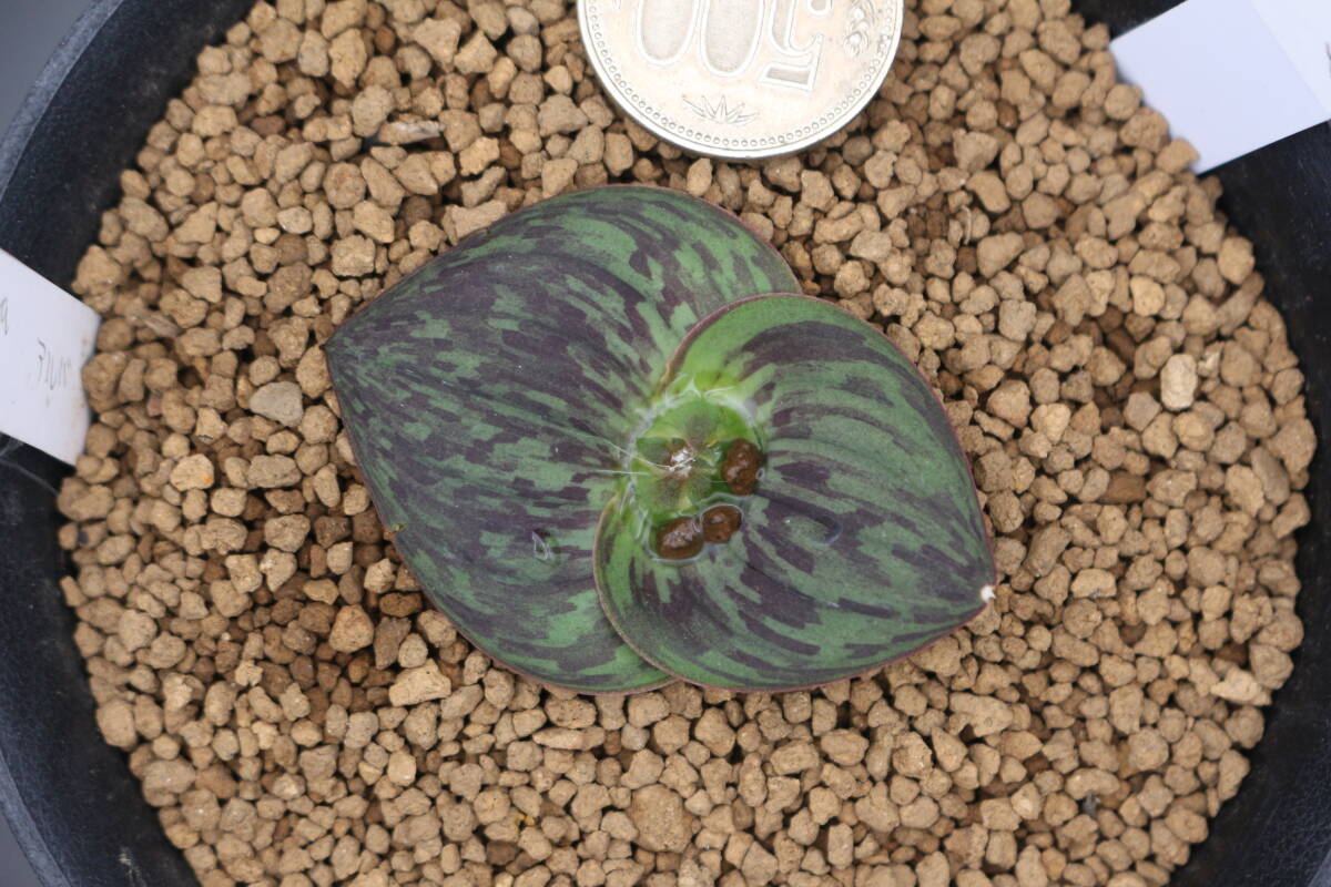 マッソニア　SP　＊サボテン　多肉植物　_画像1