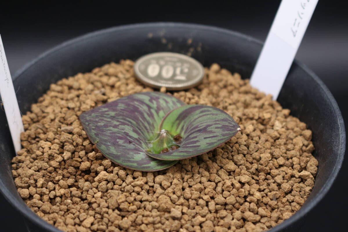 マッソニア　SP　＊サボテン　多肉植物　_画像2