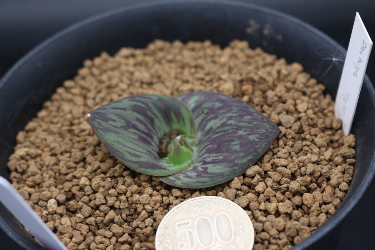 マッソニア　SP　＊サボテン　多肉植物　_画像3