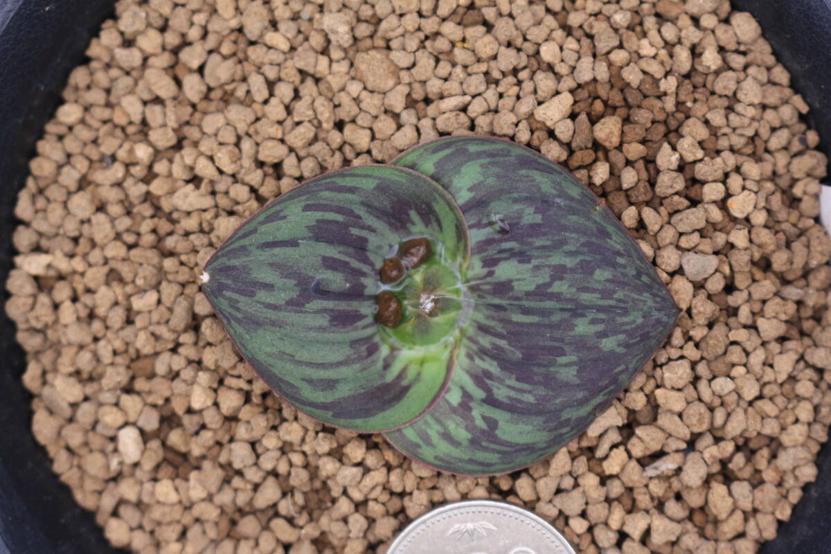 マッソニア　SP　＊サボテン　多肉植物　_画像4