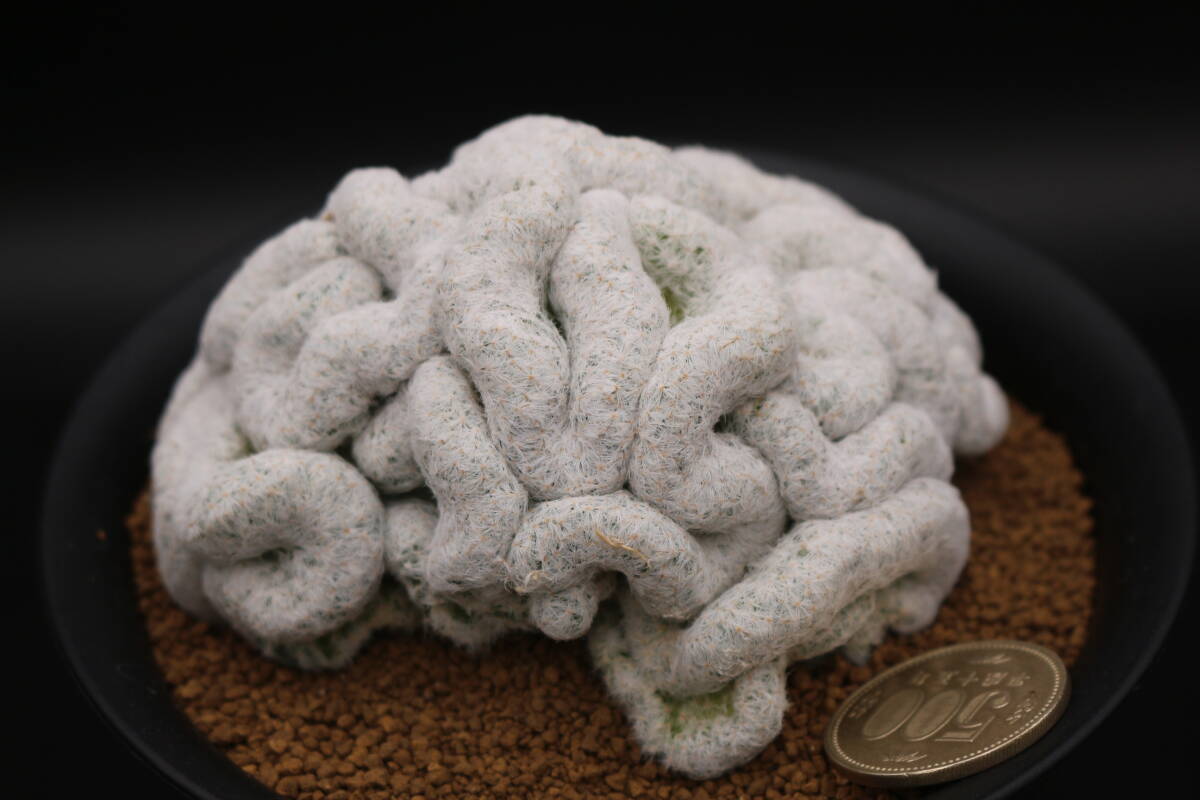 姫春星綴化　＊サボテン　多肉植物　マミラリア_画像2