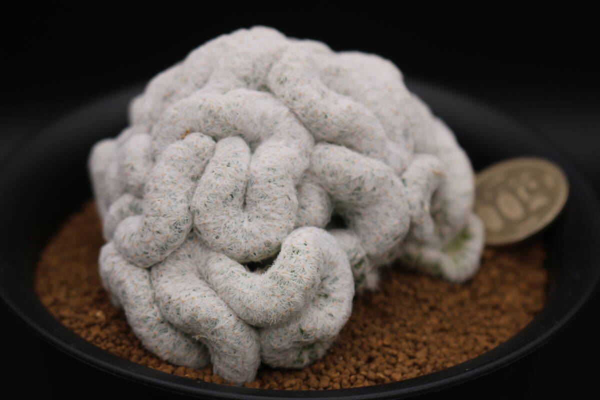 姫春星綴化　＊サボテン　多肉植物　マミラリア_画像5