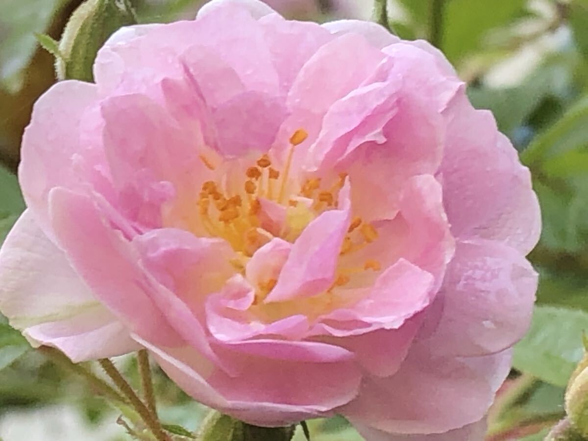 バラ苗【ポールズ?ヒマラヤン?ムスク】4號
