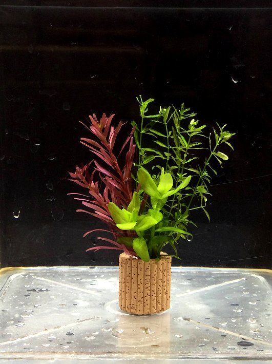 ☆置くだけ簡単レイアウト！ 水草３種 ３個(gè)セット＋ミナミヌマエビ １０匹＋レッドラムズホーン １０匹 メダカ水槽に?①