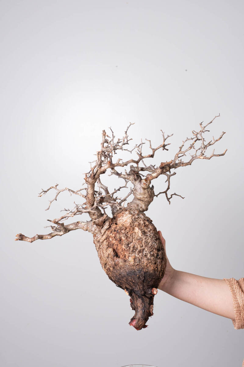 KP93 オペルクリカリア パキプス 10/04 入荷 Operculicarya pachypus