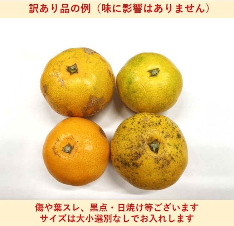 訳あり 極早生みかん 和歌山県産 ご家庭用 箱込 2.5kg_画像3