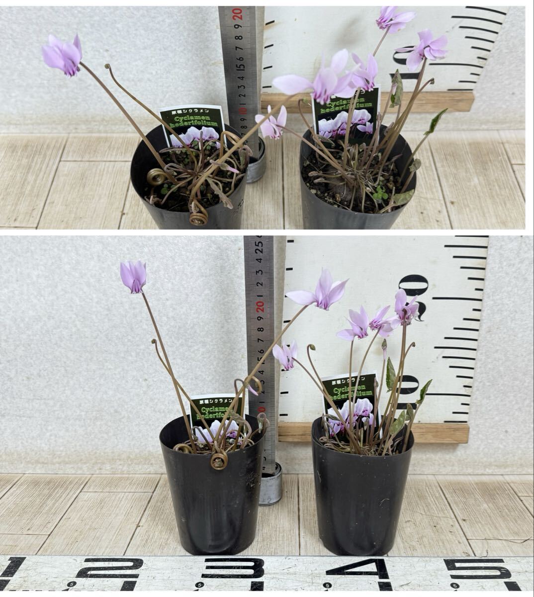 【原種シクラメン苗 ヘデリフォリウム 10鉢セット 3号 現品 送料無料 沖縄県、離島配送不可】の画像7