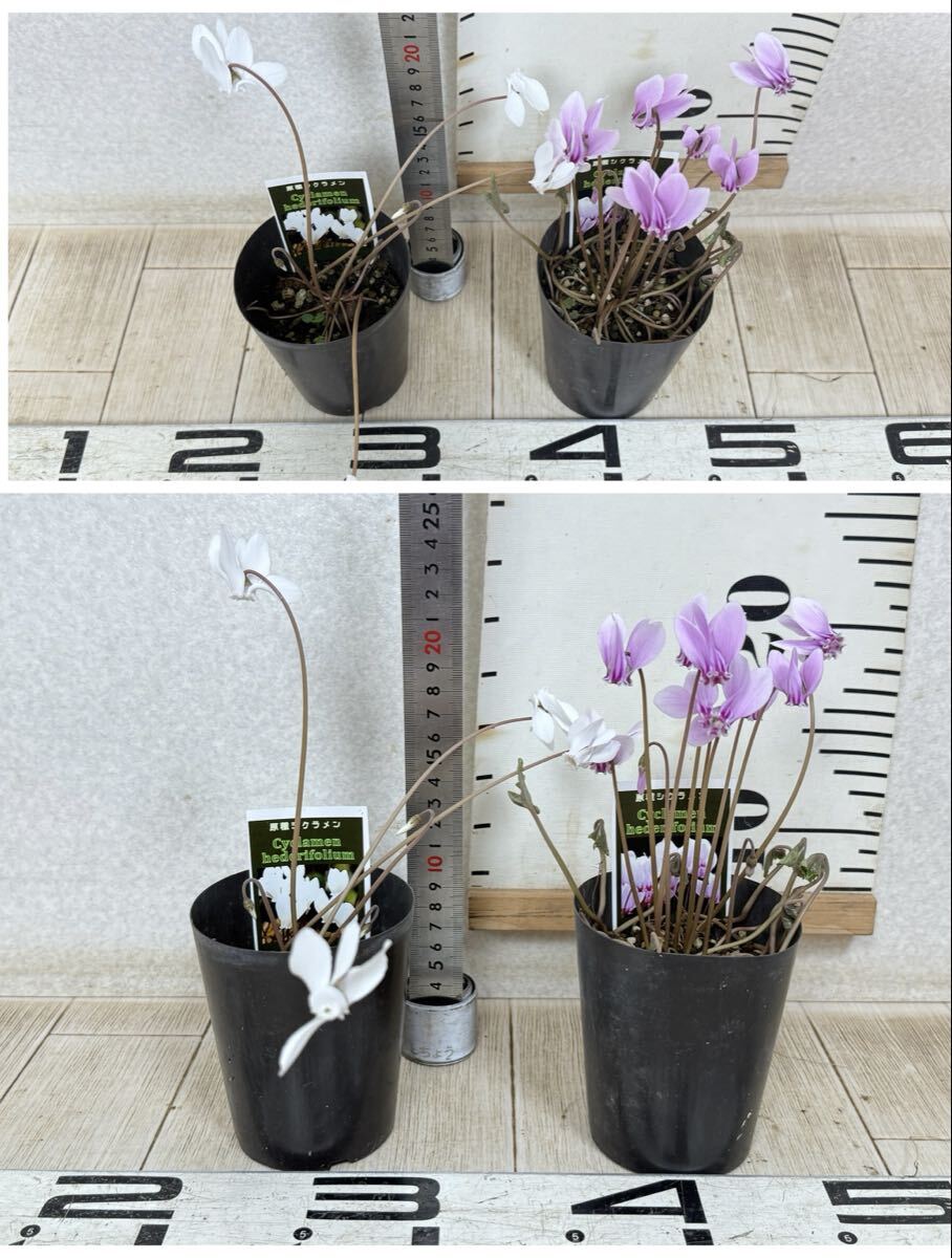 【原種シクラメン苗 ヘデリフォリウム 10鉢セット 3号 現品 送料無料 沖縄県、離島配送不可】の画像9