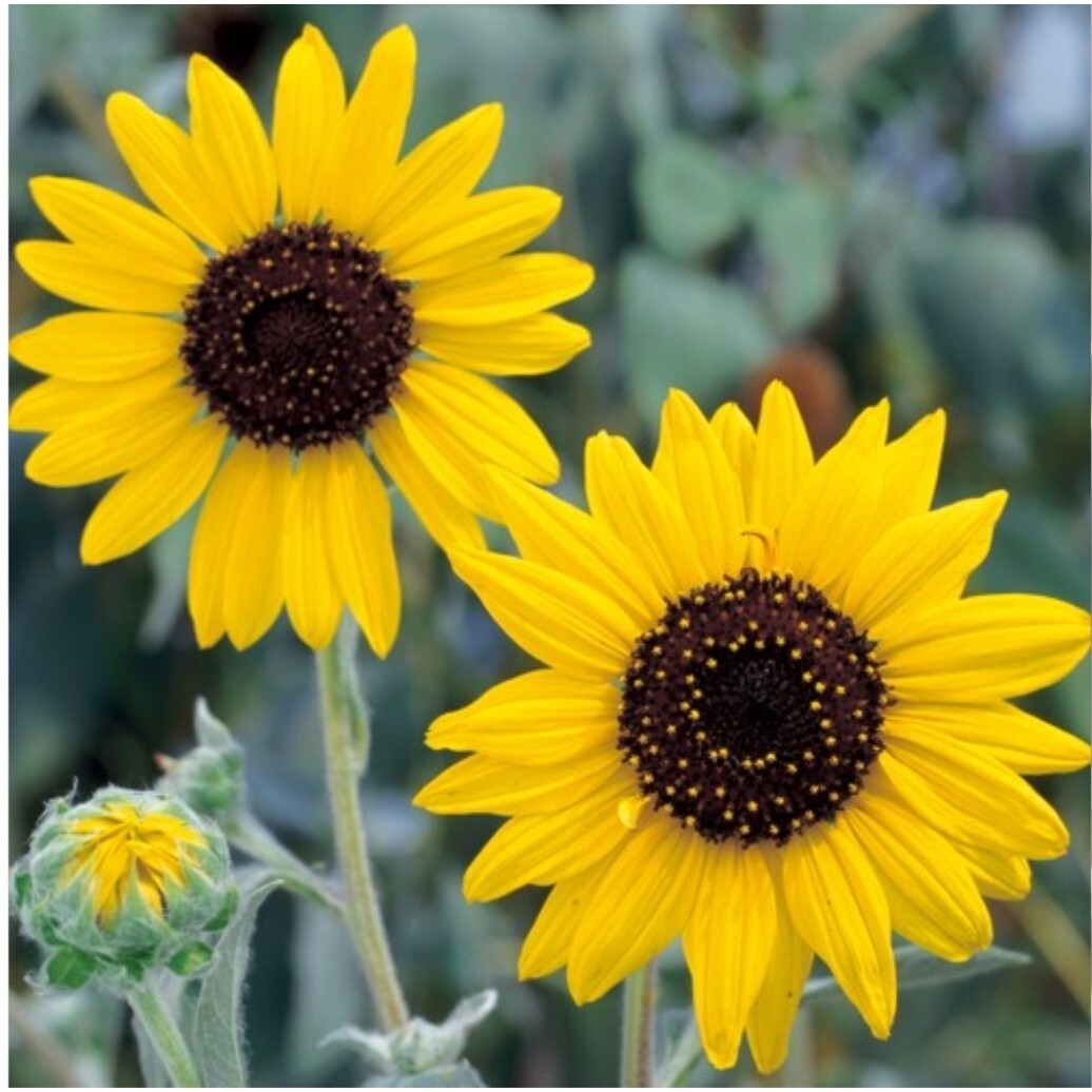 小さな可愛いひまわり　 姫ひまわり　 花の種_画像1